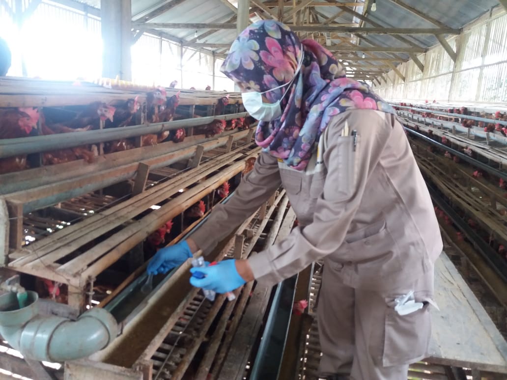 Pengumpulan Data dan Spesimen Kajian Faktor Risiko Flu Burung di Kabupaten Purbalingga Provinsi Jawa Tengah Tahun 2019